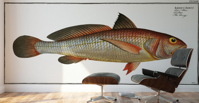 Aney Johnius Aneus Wall Murals