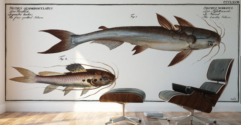 1. Knotty Silure Silurus Nodosus 2. Four spotted Silure Silurus Quadrimaculatus Wall Murals