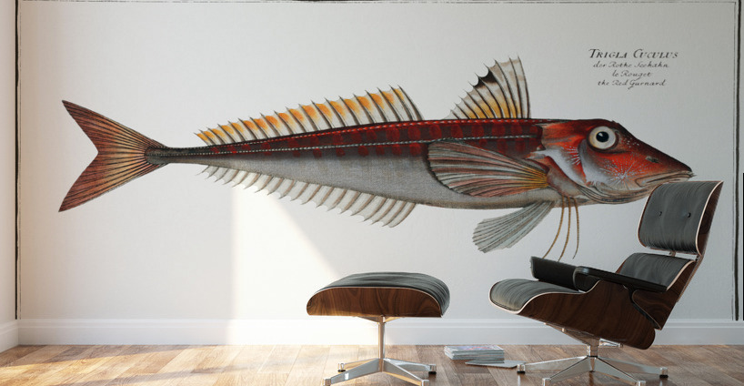 Red Gurnard Trigla Cuculus Wall Murals