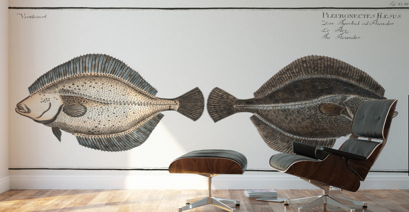 Flounder Pleuronectes Flesus Wall Murals