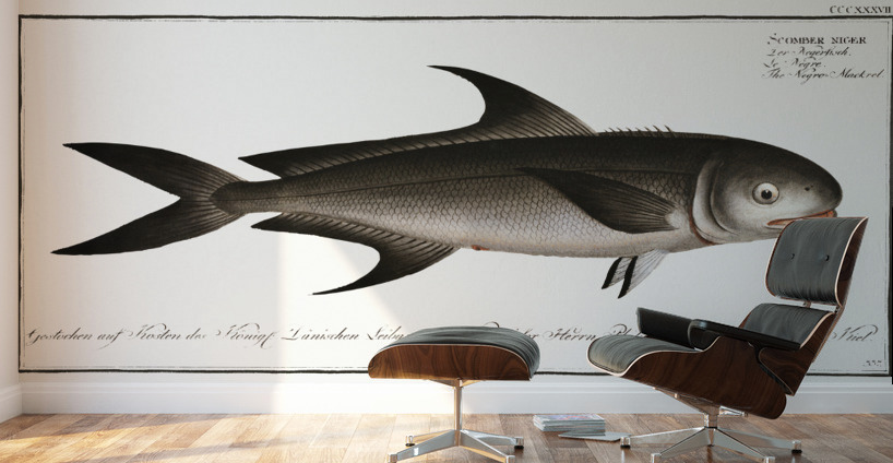 Negro-Mackrel Scomber niger Wall Murals