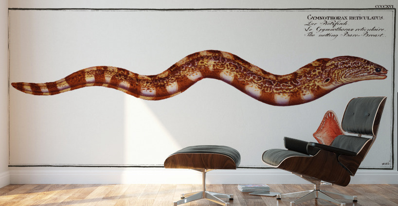 Netting Bare-Breast Gymnothorax reticulatus Wall Murals