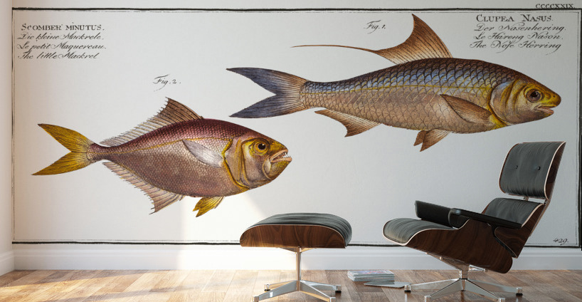 1. Nose-Herring Clupea Nasus 2. Little Mackrel Scomber minutus Wall Murals