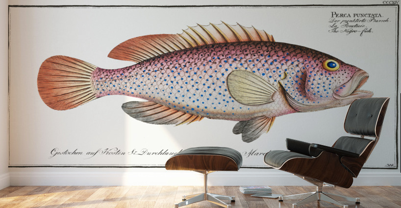 Negro-fish Perca punctata Wall Murals