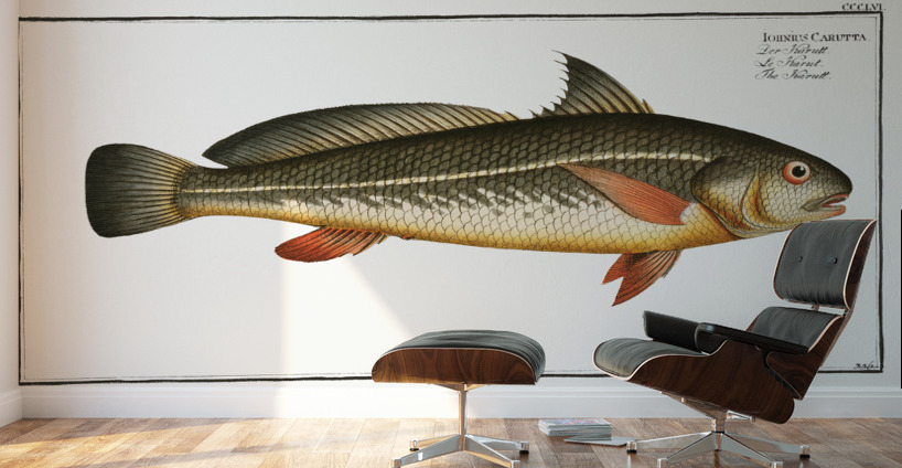 Karutt Johnius Carutta Wall Murals