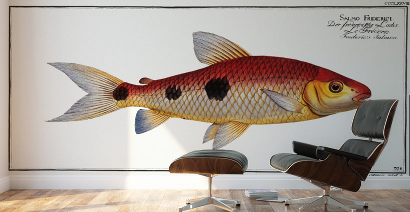 Frederics Salmon Salmo Friderici Wall Murals
