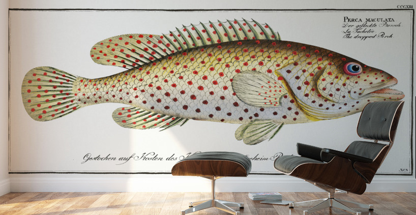 Dropped Perch Perca maculata Wall Murals
