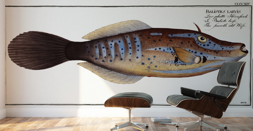 Smooth old Wife Balistes laevis Wall Murals