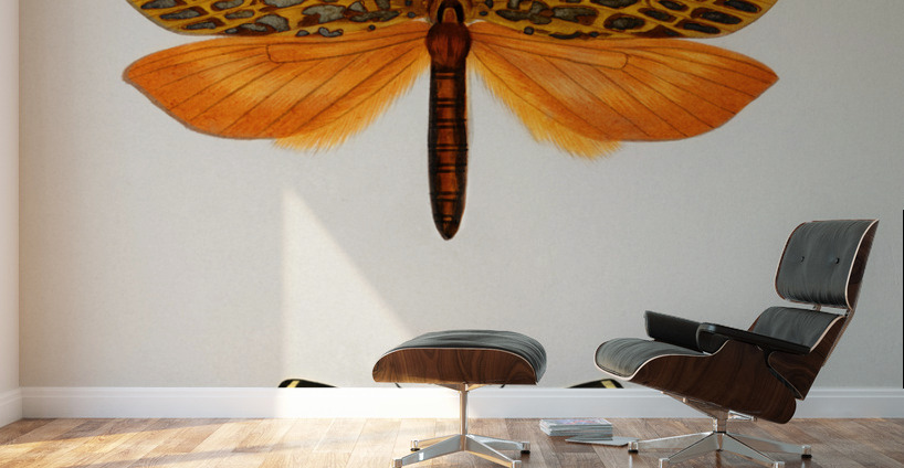 Different types of moths Wall Murals