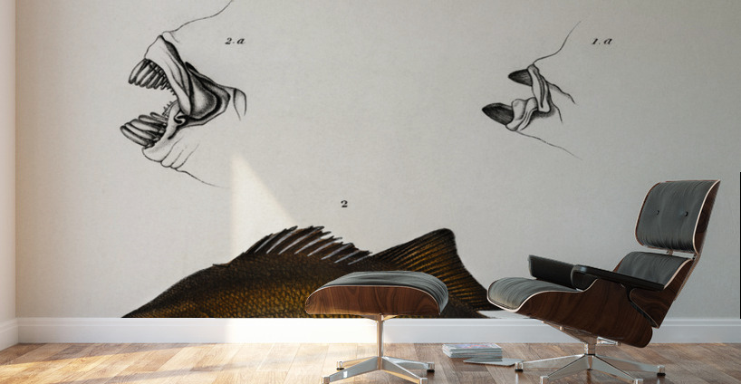Different types of fishes Wall Murals