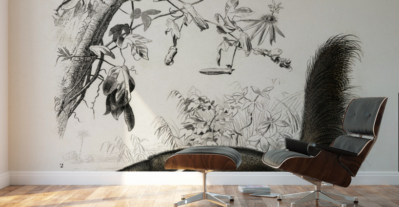 Pygmy anteater Cyclopes didactylus and Giant anteater Myrmecophaga tridactyla Wall Murals