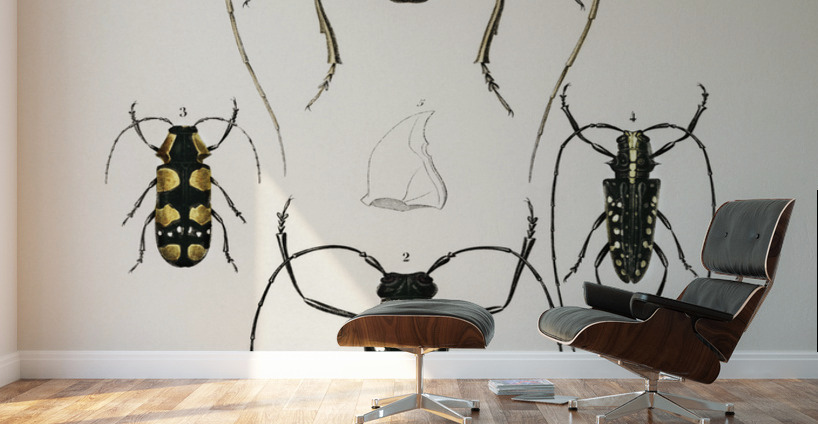Different types of beetles Wall Murals
