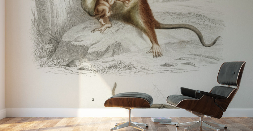 Opossum Didelphis and Opossum Didelphis Wall Murals