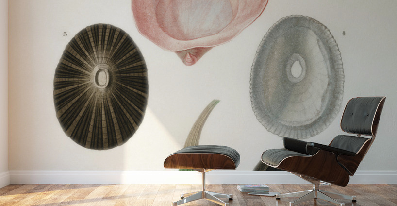 Different types of mollusks Wall Murals