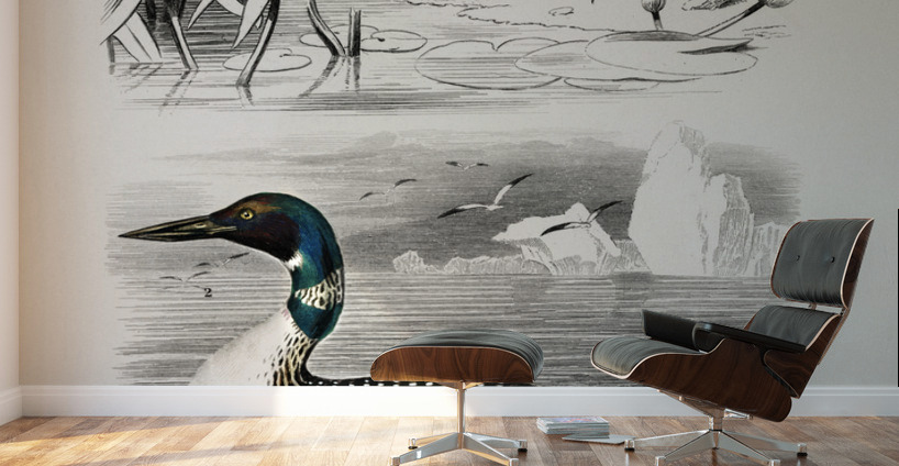 Different types of birds Wall Murals