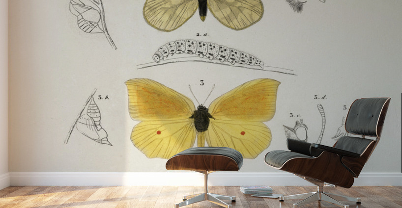 Different types of mollusks Wall Murals