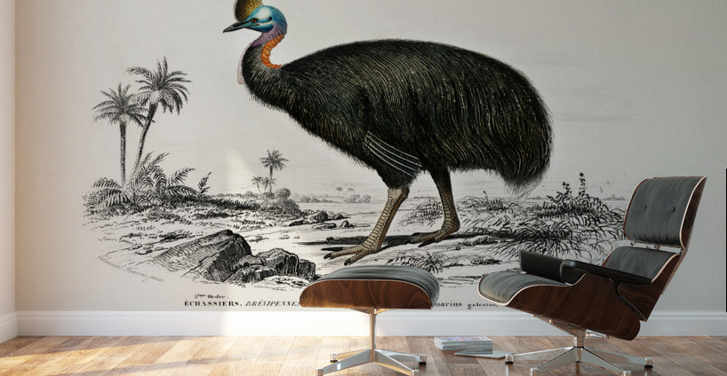 Casoar à casque bird Wall Murals