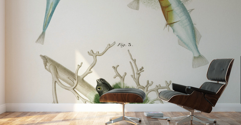 Gasterosteus Aculeatus Wall Murals