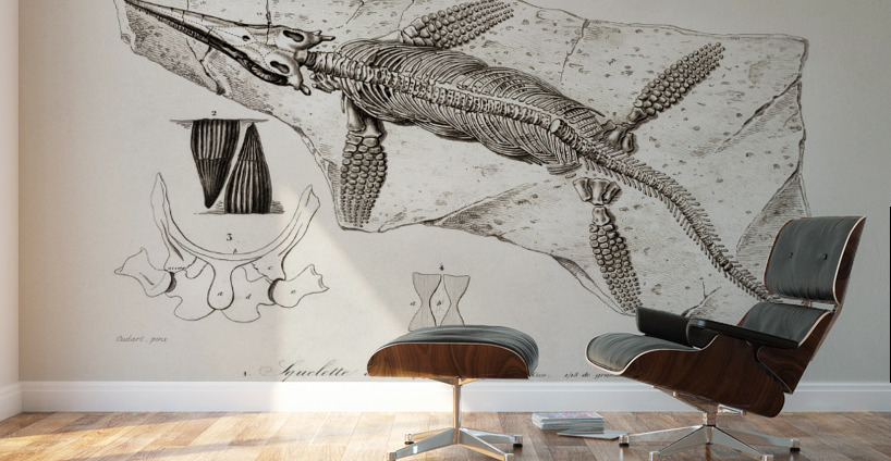 Chthyosaurus Wall Murals