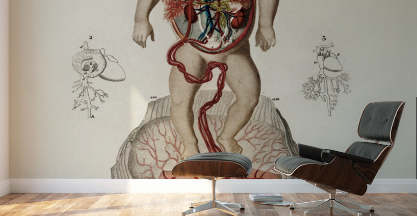 Circulation of the blood In a fetus Wall Murals