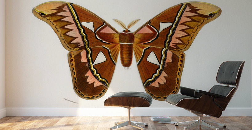 Attacus Atlas Moth Attacus Aurora Wall Murals