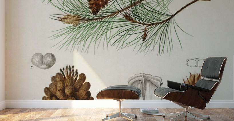 Martime pine Pinus maritima Wall Murals