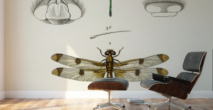 Different types of dragonflies Wall Murals