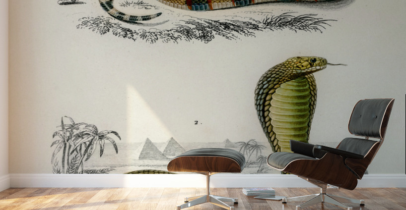 Coral Snake Elaps Corallinus and Egyptian Cobra Naja Hoje Wall Murals