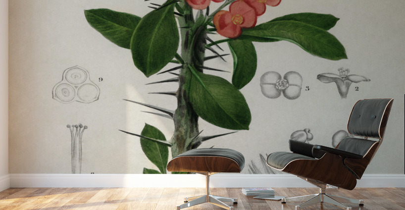 Euphorbia Splendens Wall Murals