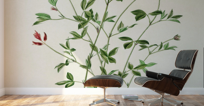Indigofera procumbens Wall Murals