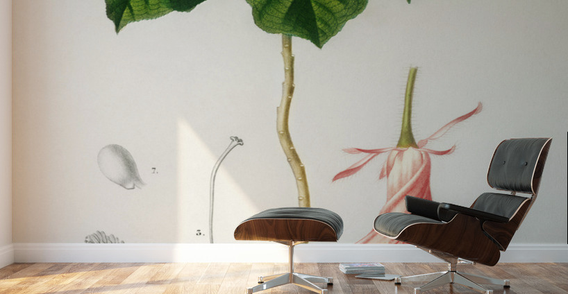 Astrapoea Wallichii Wall Murals