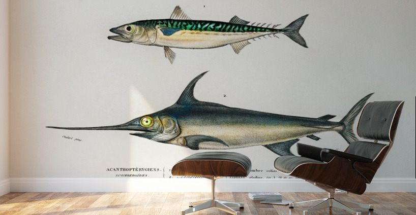 Different types of beetles Wall Murals