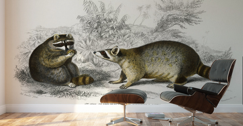 Raccoon Procyon lotor Wall Murals