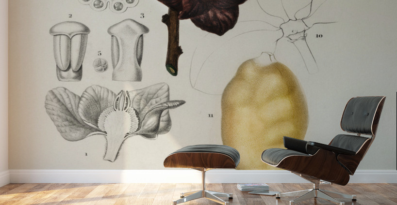 Asimina triloba Wall Murals