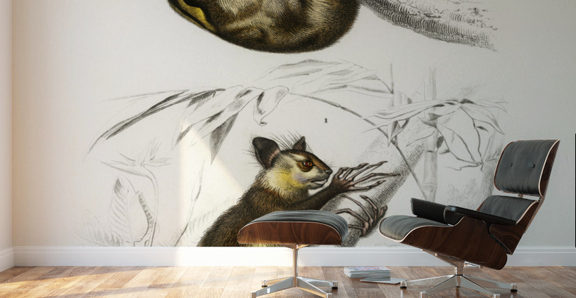 Three-toed Sloth Bradypus ustus and Aye-aye Cheiromys madagascariensis Wall Murals
