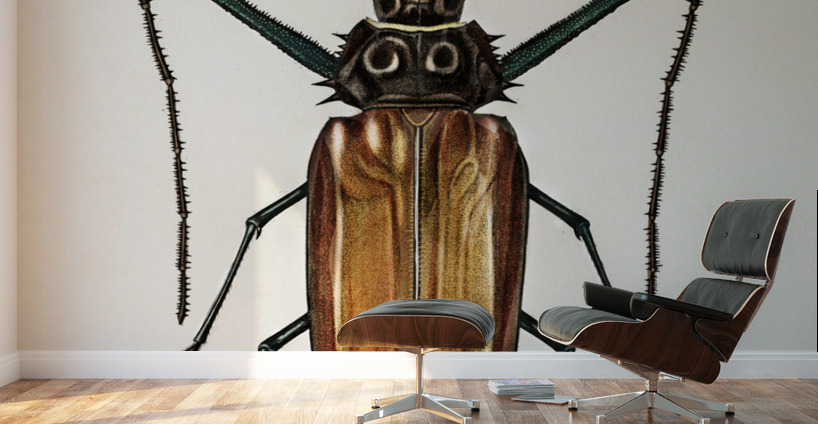 Enoplocerus Armillatus Wall Murals