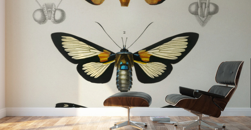 Collection of moths Wall Murals