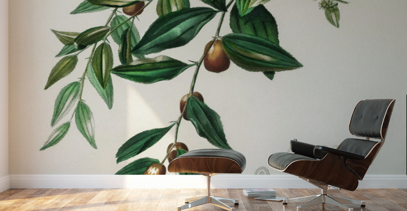 Jujube red date Ziziphus vulgaris Wall Murals