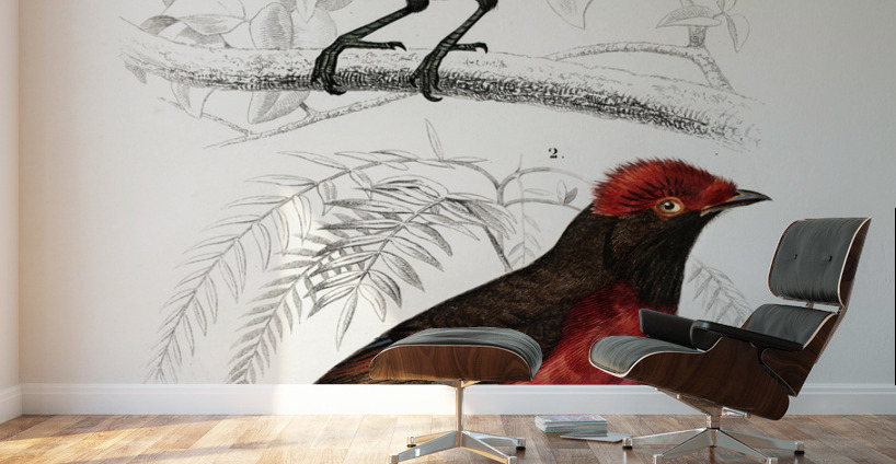 Different types of birds Wall Murals