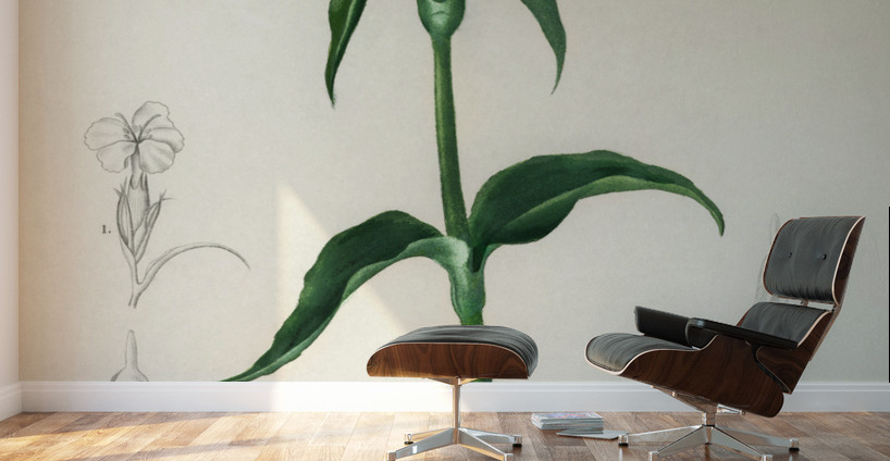 Brazilian gloxinia or Florist gloxinia Gloxinia caulescente Wall Murals