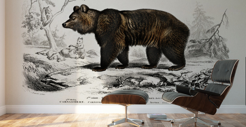 Brown Bear Ursus Arctos Wall Murals