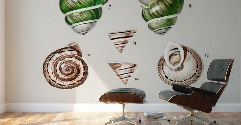 Different types of mollusks Wall Murals