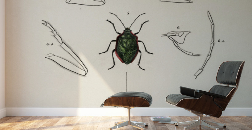 Different types of insects Wall Murals