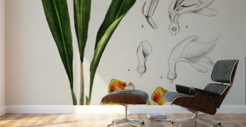 Dwarf cardamom Alpinia nutans Wall Murals