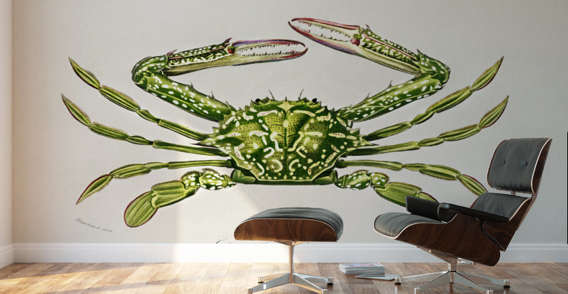 Portunus Lupa Pelagica Wall Murals