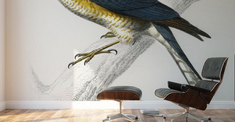 Eurasian sparrowhawk Accipiter nisus Wall Murals
