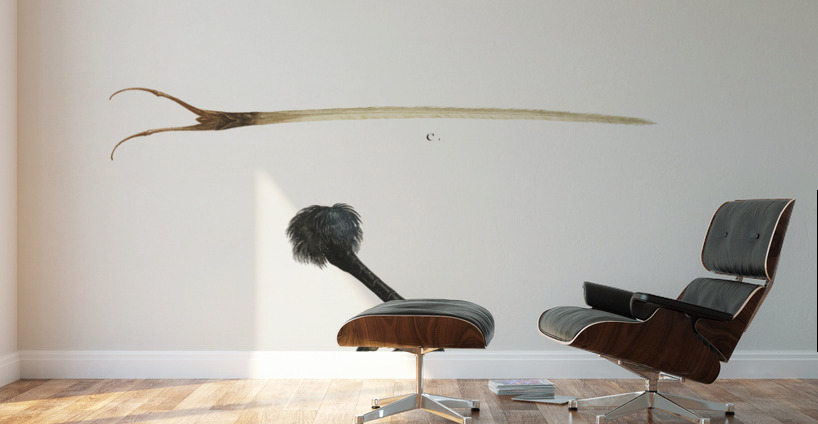 Toco foot beak and tongue  Wall Murals