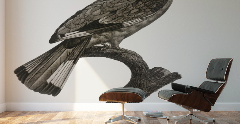 Varied roller of Africa  Wall Murals