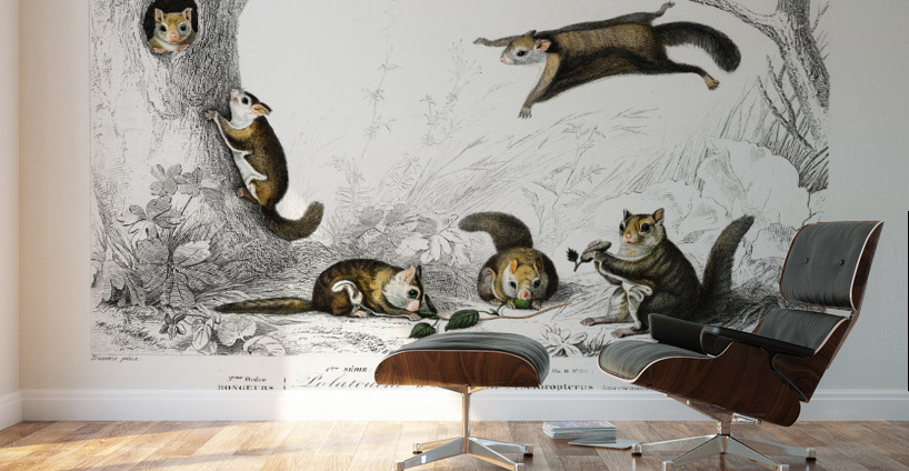 Glaucomys sabrinus Polatouche D Amerique Wall Murals
