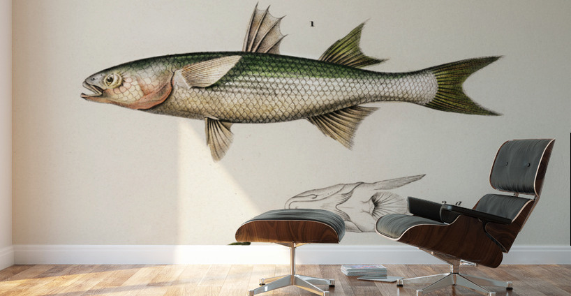 Different types of fishes Wall Murals